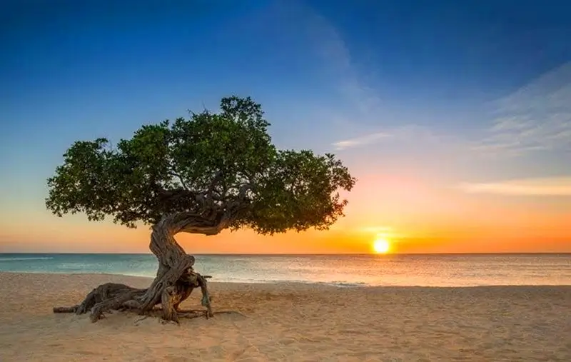 Iconic Fofoti tree at golden hour