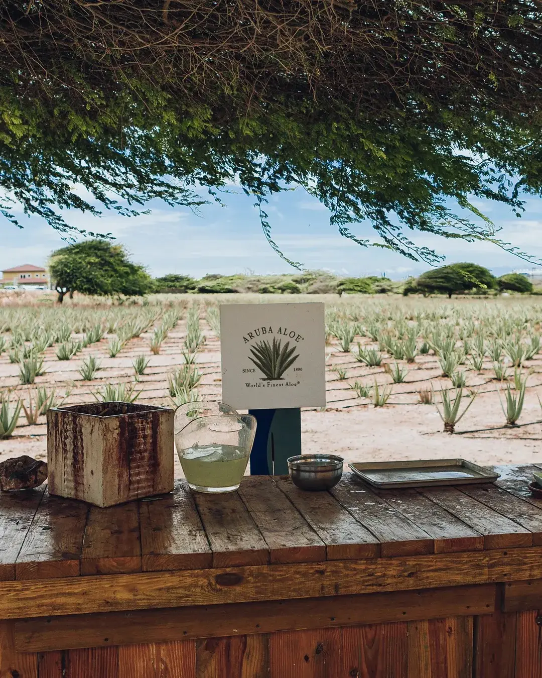 Aloe Vera Factory