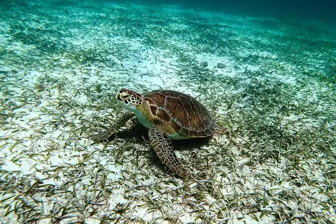 Sea turtle gliding over the seabed at Tres Trapi